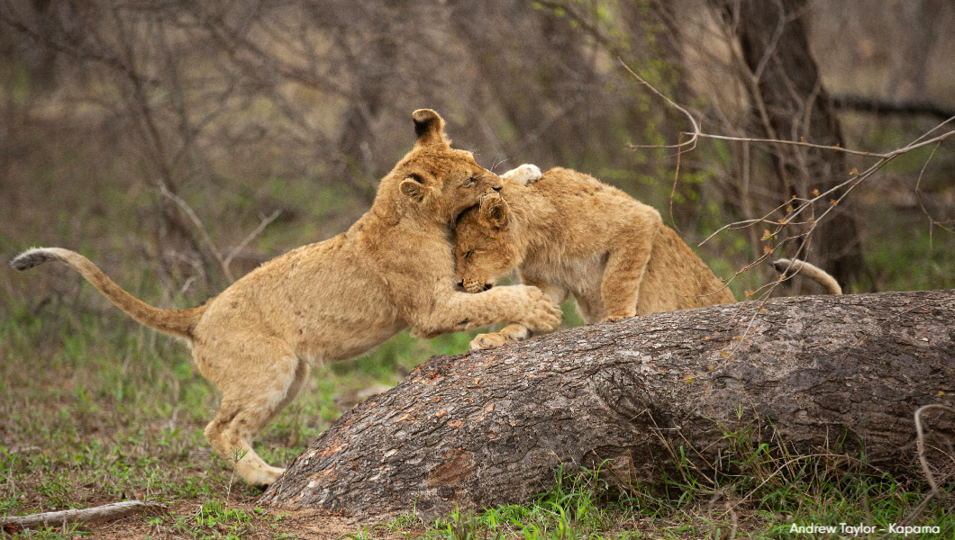Lion-cubs-playing